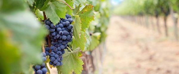 Mature_fruit_grape_vine_plant_vineyard_1366x768 Mature_fruit_grape_vine_plant_vineyard_1366x768